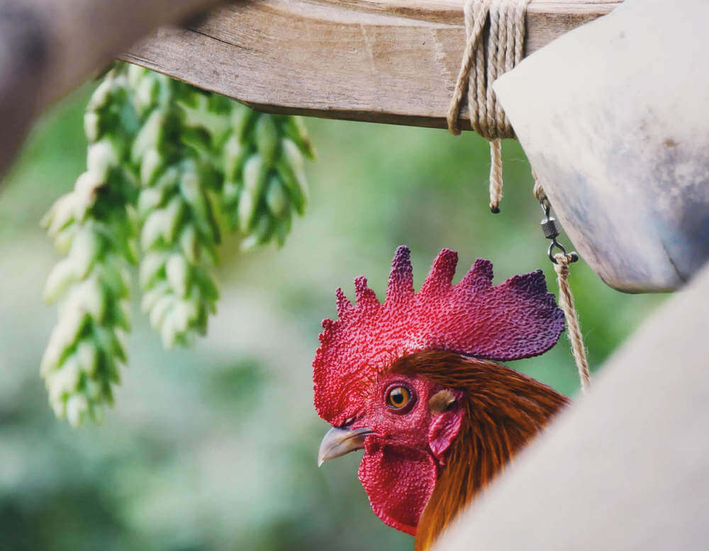 Ohne Tierversuche hergestellt. Tierleidfreie Produktion by Hesse Organic Skincare!